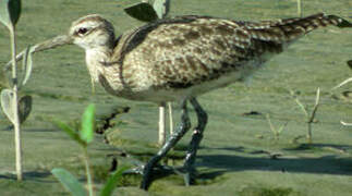 Eurasian Whimbrel