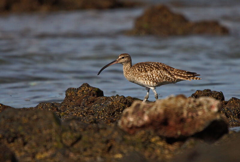 Eurasian Whimbrel