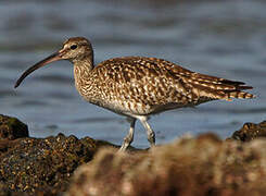 Eurasian Whimbrel