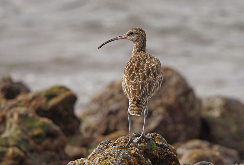 Eurasian Whimbrel