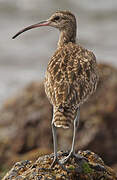 Eurasian Whimbrel