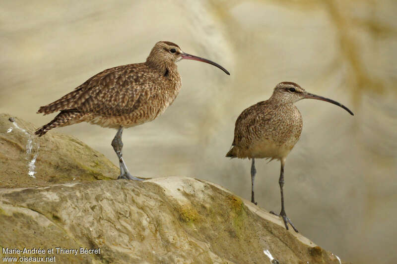 Hudsonian Whimbrel