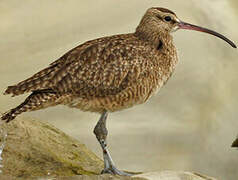 Hudsonian Whimbrel