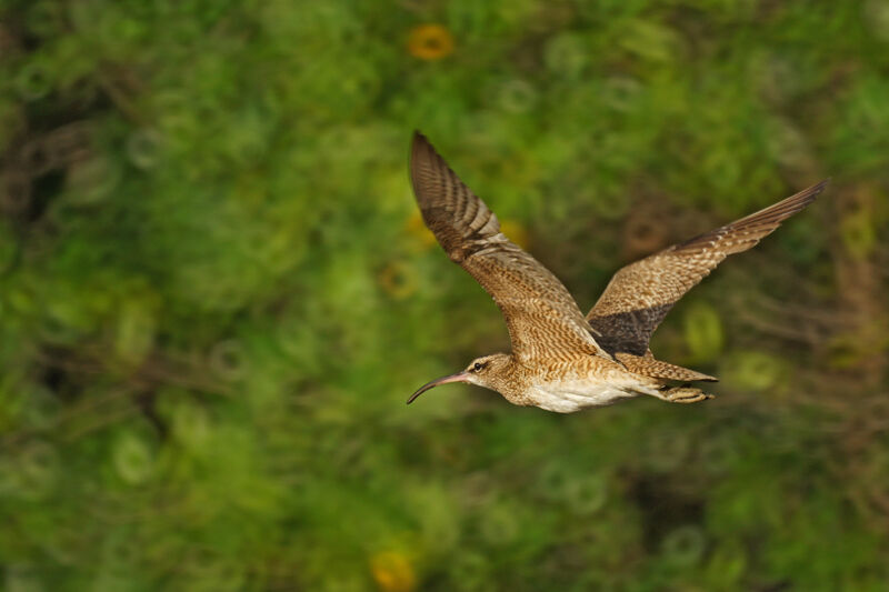 Hudsonian Whimbrel