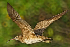 Hudsonian Whimbrel