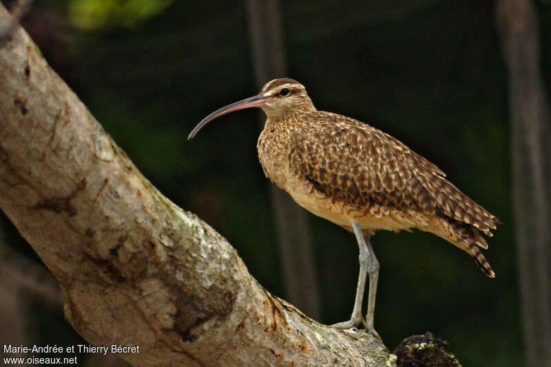 Hudsonian Whimbrel