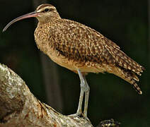 Hudsonian Whimbrel