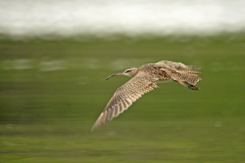 Hudsonian Whimbrel