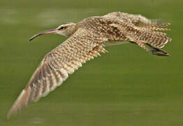 Hudsonian Whimbrel