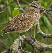 Hudsonian Whimbrel