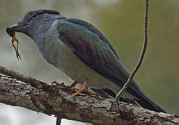 Cuckoo-roller