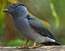 Cuckoo-roller