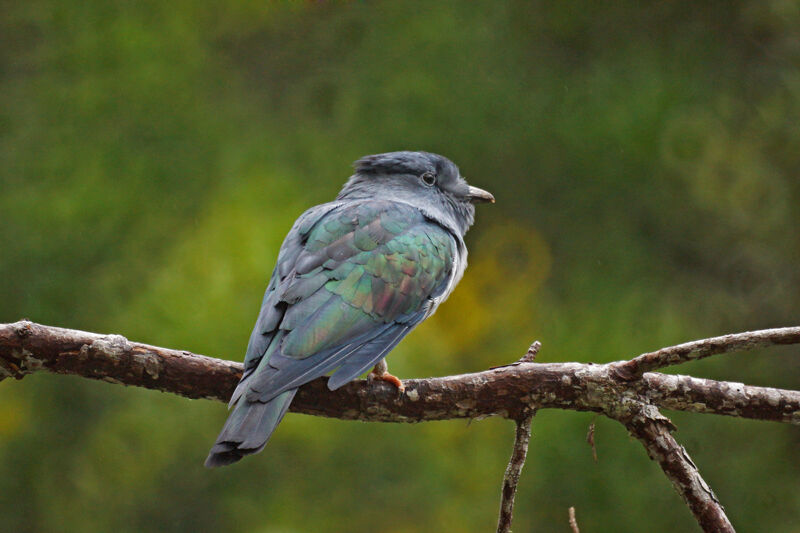 Cuckoo-roller