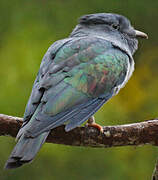 Cuckoo-roller