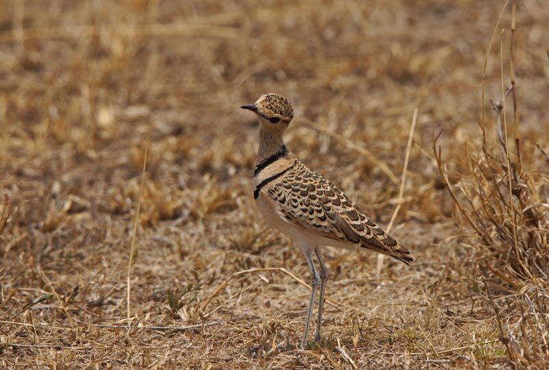 Double-banded Courser