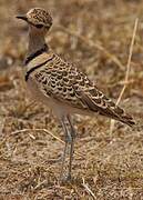 Double-banded Courser