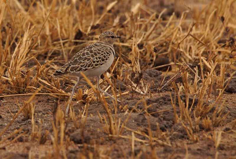 Double-banded Courser