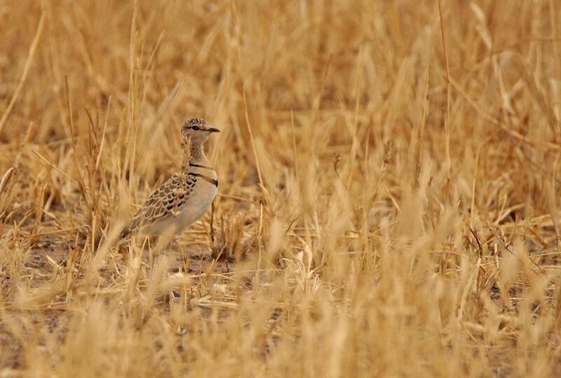 Double-banded Courser