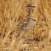 Double-banded Courser