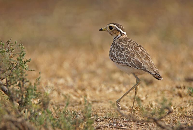 Three-banded Courser