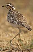 Three-banded Courser