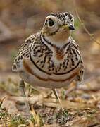 Three-banded Courser