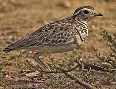 Three-banded Courser