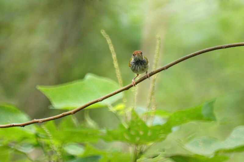 Dark-necked Tailorbird