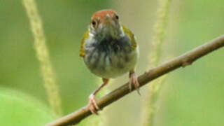 Dark-necked Tailorbird