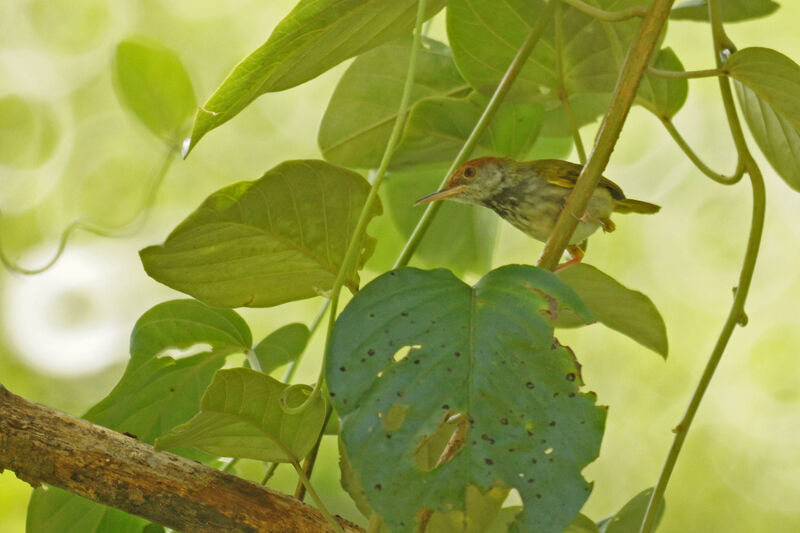 Dark-necked Tailorbird