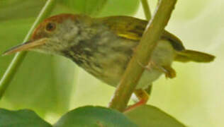 Dark-necked Tailorbird