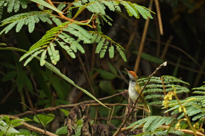 Dark-necked Tailorbird