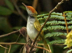 Dark-necked Tailorbird