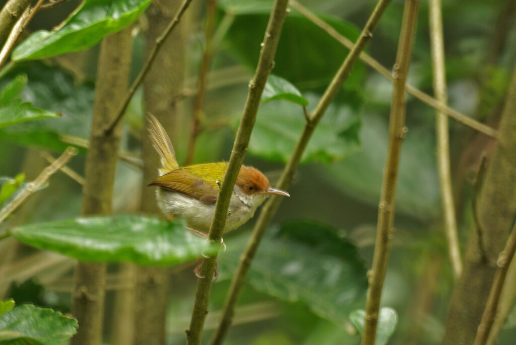 Common Tailorbird