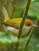 Common Tailorbird