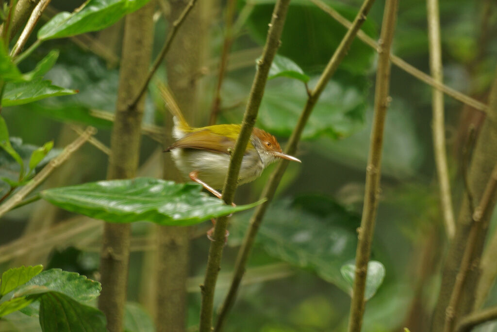 Common Tailorbird