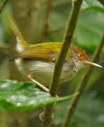 Common Tailorbird