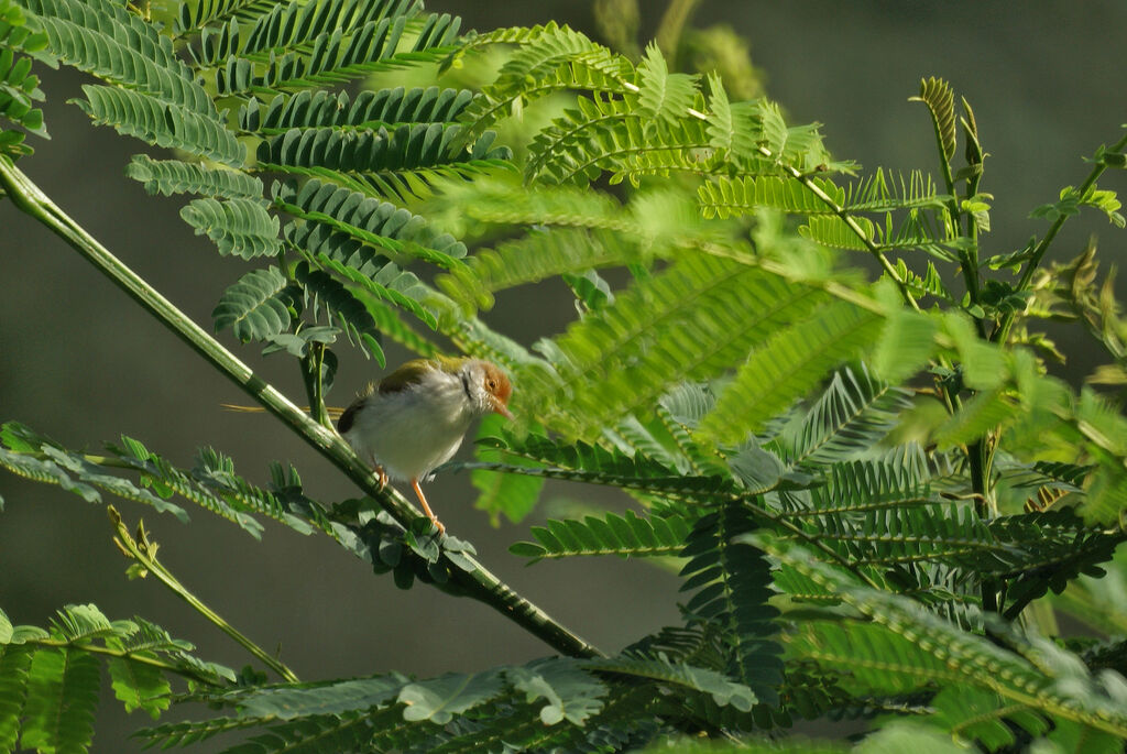 Common Tailorbird