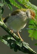 Common Tailorbird