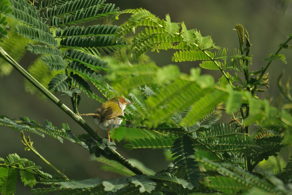 Common Tailorbird