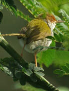 Common Tailorbird