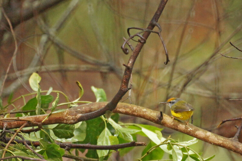 Mountain Tailorbird