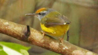 Mountain Tailorbird