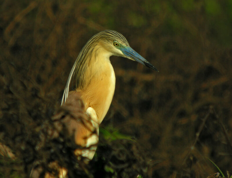 Crabier chevelu