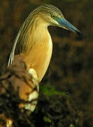 Squacco Heron