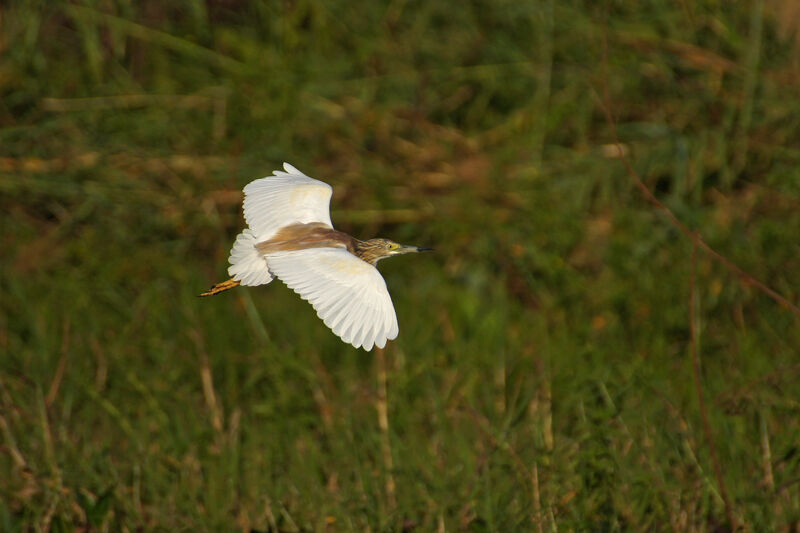 Squacco Heron