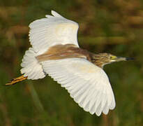 Squacco Heron