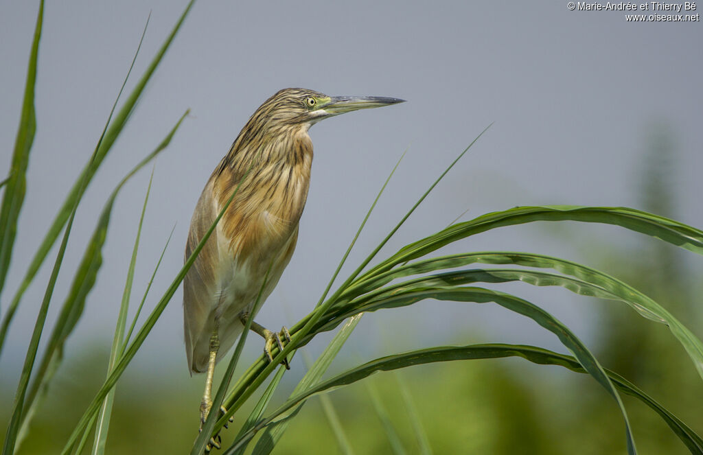 Crabier chevelu