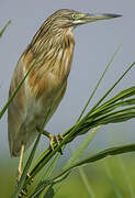 Squacco Heron