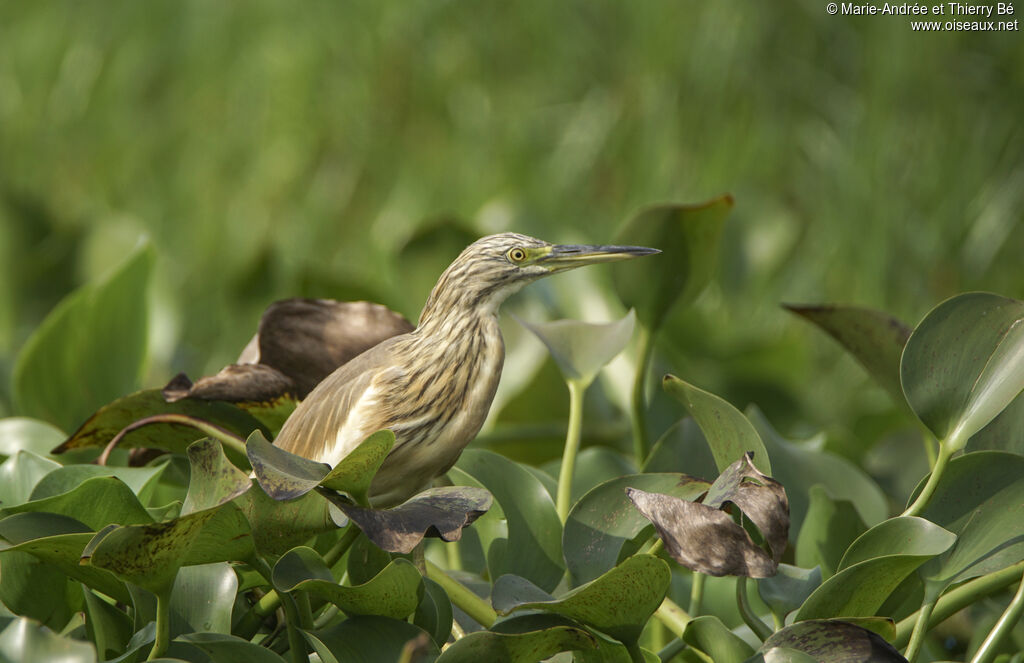 Squacco Heron